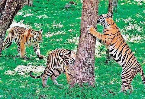 Villages near Kawal Tiger Reserve to be relocated soon