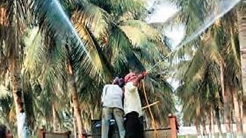 Farmers in Dharmapuri urged the horticulture department to take steps to prevent the spread of whitefly infestation which could potentially cripple the coconut production in the district.