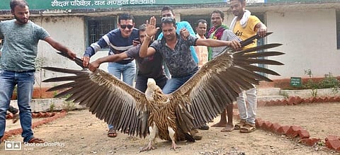 Locals spread the wings of the ailing vulture to click pictures