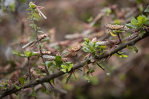 The rose-colored locusts turn whole trees pink, clinging to branches like quivering ornaments before taking off in hungry, rustling clouds. (Photo | AP)