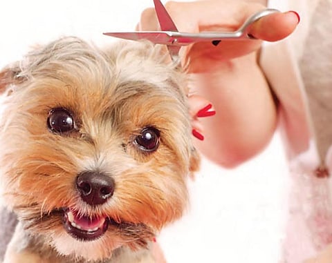Pet grooming is the new career option