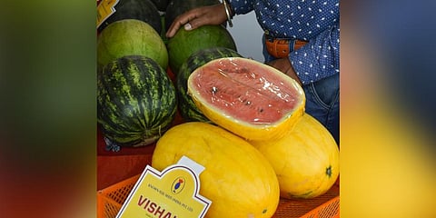 A new variety of watermelon on display at a horticulture fest in Bengaluru on Wednesday | Saptarshi Mukherjee