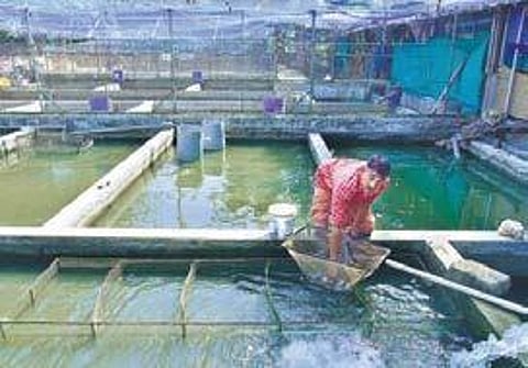Manoj V S at his farm in Keezhillam. (Right) Deepa displaying ornamental fish kept for sale Albin Mathew