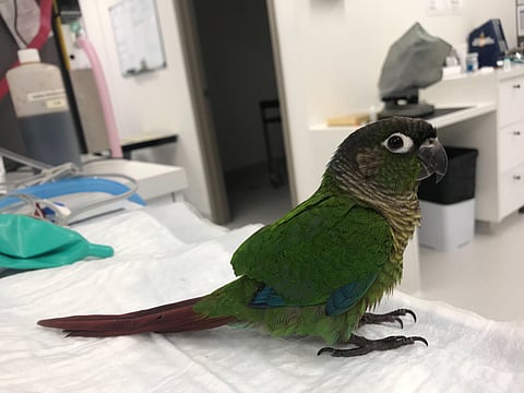 Wei Wei sitting on the surgical table waiting patiently for her anaesthetic and new wings.