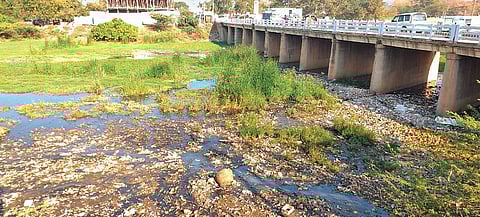 Naguleru stream fast turning into a dumping yard at Karampudi mandal in Guntur district on Saturday | Express