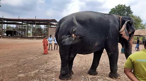 Wounded jumbo taken to rehabilitation centre