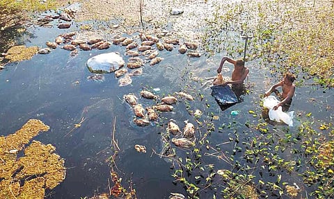 Farmers removing duck carcasses from Chitraru river in Agaram | Express