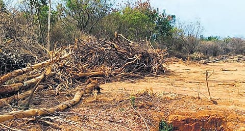 Trees that were axed at University of Hyderabad on Wednesday