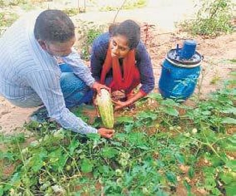 48-year-old techie's mission to promote healthy greens
