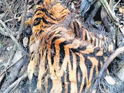 Web series Forensic Files helps experts unravel mystery behind four tiger deaths