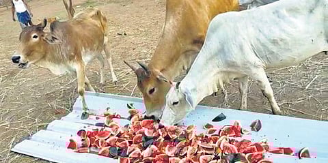 Cows being fed watermelon by volunteers in Bhubaneswar on Tuesday (Photo | EPS)
