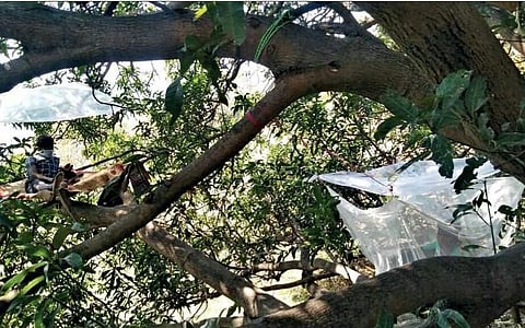 The migrant labourers quarantined themselves on a baniyan tree. (Photo | EPS)
