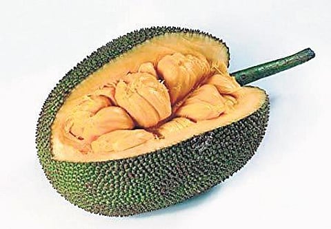 Now, jackfruit falls victim to cancer panacea campaigners