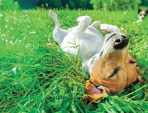 Is your pet showing signs of Alzheimer's?