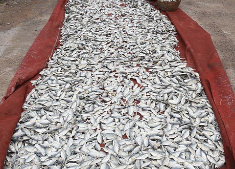 Image used for representational purpose only. (File Photo | EPS)