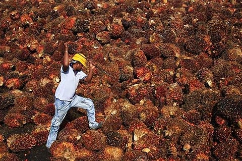 A worker collects palm oil fruit inside a palm oil factory. (File photo|Reuters)