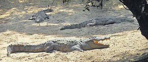 With over 2,000 animals to feed, the Madras Crocodile Bank is struggling to make ends meet.