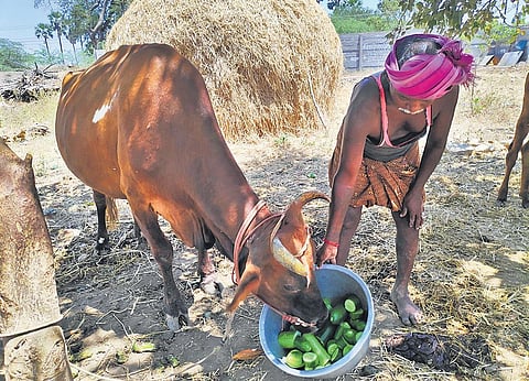 Cattle feeding on cucumbers at Athavathur Santhai near Tiruchy. (Photo | EPS)