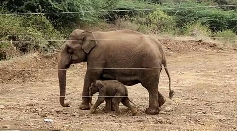 An elephant and its calf obstructed from entering the forest as an electric fence was constructed by owners of a farmhouse there.