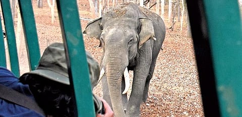 A tourist clicks a photo of an elephant charging at the safari vehicle at the Nagarhole national park | express