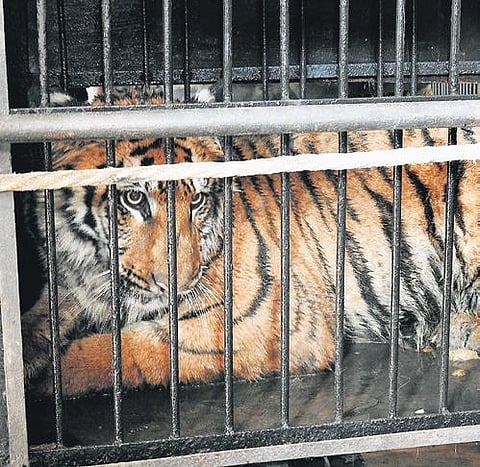 Royal Bengal tigress