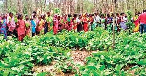 Odisha's Kendu leaf pluckers.