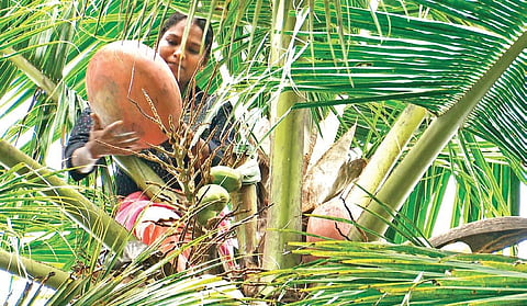 Sheeja, woman toddy tapper of Panniyode in Kannur, at work