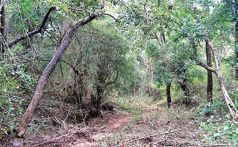 The Purdhal state forest