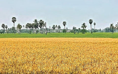 Paddy crop ready for harvest in East Godavari district | Express