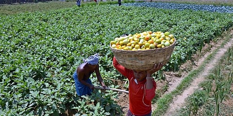 An Odisha farmer carrying a basket of tomato from his farmland on outskirts of Bhubaneswar. (File Photo | Biswanath Swain, EPS)