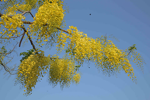 A laburnum in full bloom heralding the arrival of Vishu. (Photo | Sunish P Surendran, EPS)
