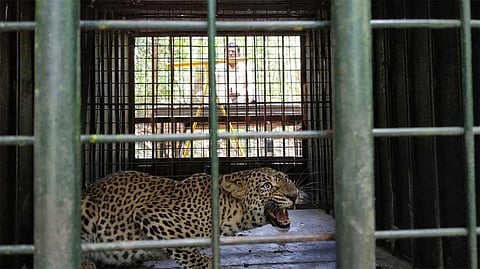 Female leopard that terrorised people caught