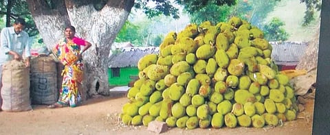 Jackfruit