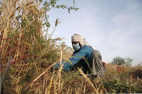 A labourer wearing protective mask works in wheat field at yamuna flood plains during the nationwide lockdown. (Photo | EPS/Anil Shakya)