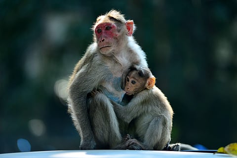 Representational image (Photo | EPS)