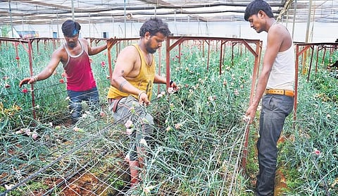 Workers clear out plants from a polyhouse at a farm in Doddaballapur near Bengaluru. Growers are not able to find any takers for their flowers with markets closed following the nationwide lockdown | Shriram BN