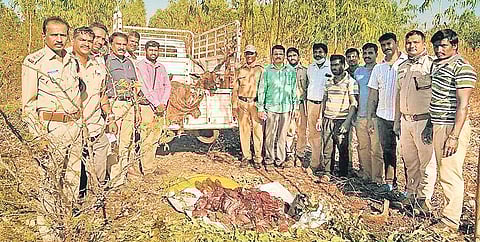 Officials confiscate wild meat left behind by poachers in Chikkamagaluru