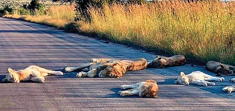 The animals are not at fault