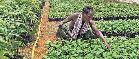 Covid duties aside, Ranga Reddy Collector comes to the rescue of Haritha Haram plants