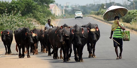 Villagers along with their buffalo passing through NH-316 in Bhubaneswar on Saturday. (Photo| Biswanath Swain, EPS)