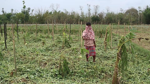 Farms destroyed due to hailstorm. (Photo| Twitter/ @BjpBiplab)