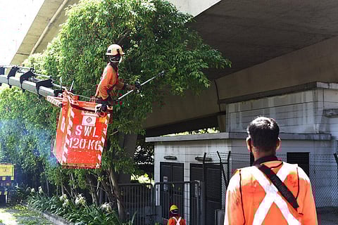A team of migrant workers from India trim the trees along Holland Road in Singapore on Sunday, Apr. 19, 2020. (Photo | AP)