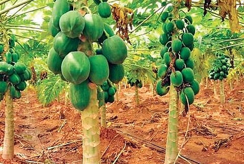 COVID-19 lockdown: Telangana papaya farmers in dire straits as prices go down