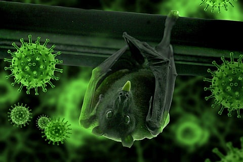 nCov is scarier than bat Coronavirus: University of Hyderabad research