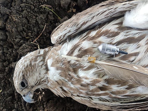 The electronic device found on Laggar Falcon.