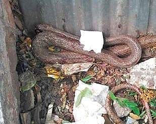 A rat snake | Express File Photo