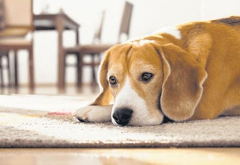 Hitting ‘paws’ on life