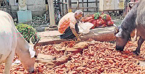 A man segregating good carrots from a rotten lot strewn on road by traders even as cattle binge on the root vegetable at Koyambedu wholesale market in Chennai on Thursday | Shiba Prasad Sahu