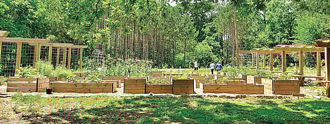 Building food forest for the family