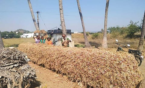 Logistics logjam reduces shallot farmers to tears